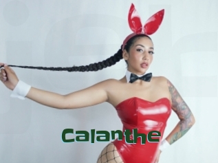 Calanthe