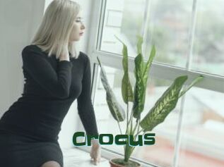Crocus