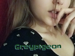 Greypigeon