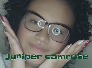 Juniper_camrose
