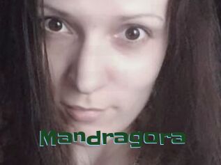 Mandragora